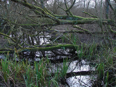 River Avon detail